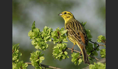 Goldammer (Emberiza citrinella)