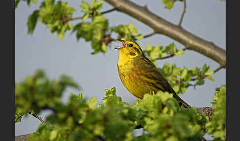 Goldammer (Emberiza citrinella)