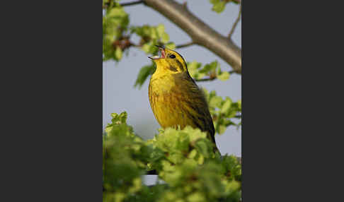 Goldammer (Emberiza citrinella)