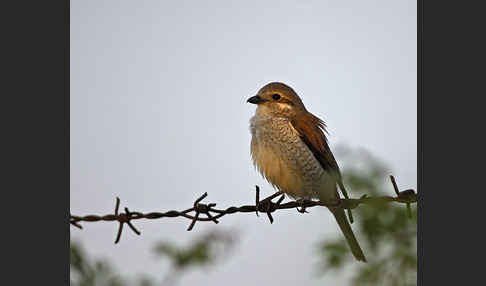 Neuntöter (Lanius collurio)