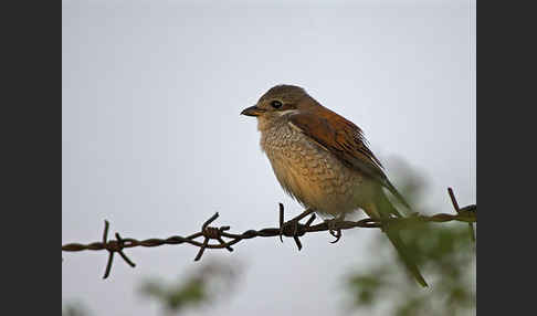 Neuntöter (Lanius collurio)