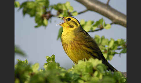 Goldammer (Emberiza citrinella)