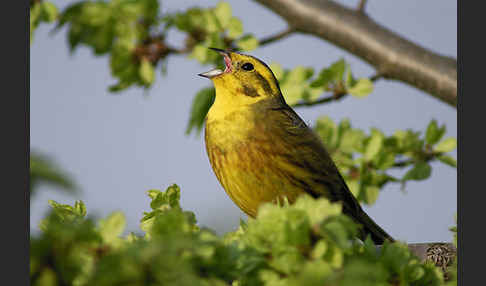 Goldammer (Emberiza citrinella)