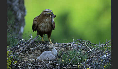 Adlerbussard (Buteo rufinus)