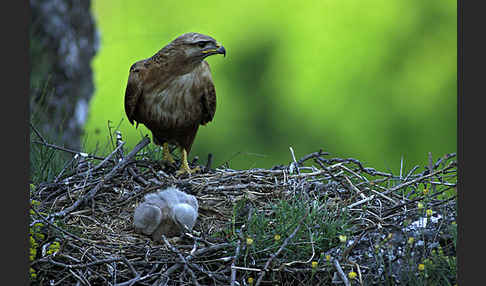 Adlerbussard (Buteo rufinus)