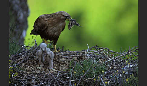 Adlerbussard (Buteo rufinus)