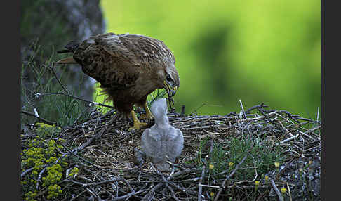 Adlerbussard (Buteo rufinus)