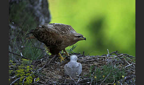 Adlerbussard (Buteo rufinus)