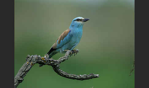 Blauracke (Coracias garrulus)