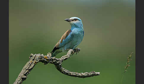 Blauracke (Coracias garrulus)