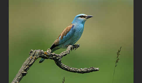 Blauracke (Coracias garrulus)