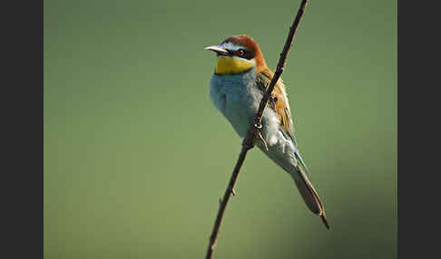 Bienenfresser (Merops apiaster)