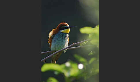 Bienenfresser (Merops apiaster)