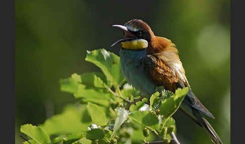 Bienenfresser (Merops apiaster)