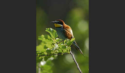 Bienenfresser (Merops apiaster)