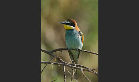 Bienenfresser (Merops apiaster)