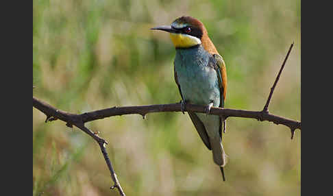 Bienenfresser (Merops apiaster)