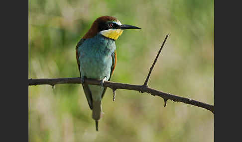 Bienenfresser (Merops apiaster)