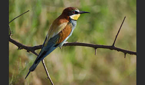 Bienenfresser (Merops apiaster)