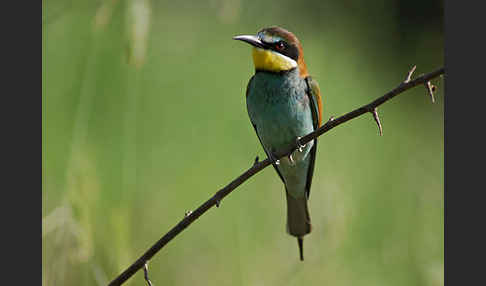 Bienenfresser (Merops apiaster)