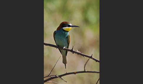 Bienenfresser (Merops apiaster)