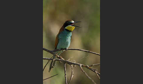 Bienenfresser (Merops apiaster)