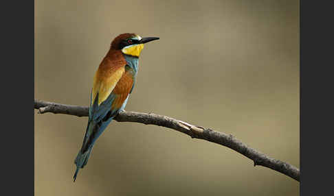 Bienenfresser (Merops apiaster)