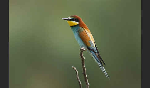 Bienenfresser (Merops apiaster)