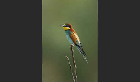 Bienenfresser (Merops apiaster)