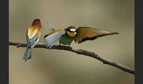 Bienenfresser (Merops apiaster)