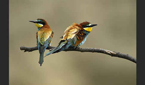 Bienenfresser (Merops apiaster)