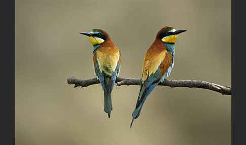 Bienenfresser (Merops apiaster)