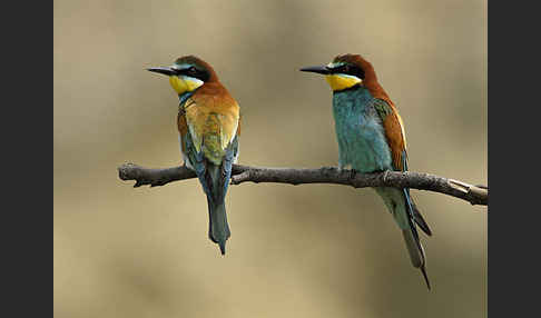 Bienenfresser (Merops apiaster)