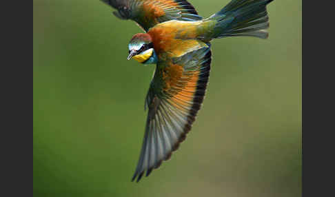 Bienenfresser (Merops apiaster)