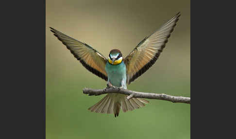 Bienenfresser (Merops apiaster)