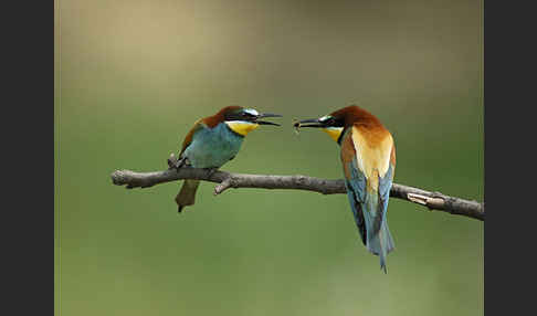 Bienenfresser (Merops apiaster)