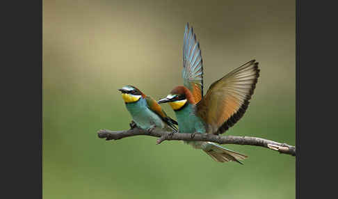 Bienenfresser (Merops apiaster)