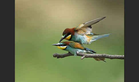 Bienenfresser (Merops apiaster)