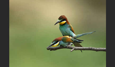 Bienenfresser (Merops apiaster)