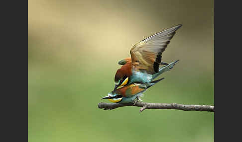 Bienenfresser (Merops apiaster)