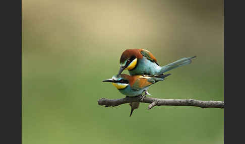 Bienenfresser (Merops apiaster)