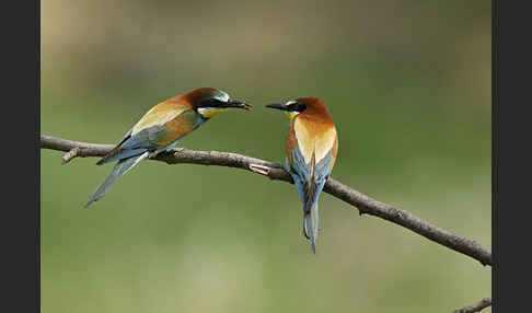 Bienenfresser (Merops apiaster)