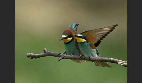 Bienenfresser (Merops apiaster)