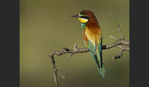 Bienenfresser (Merops apiaster)