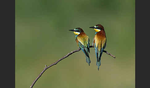 Bienenfresser (Merops apiaster)