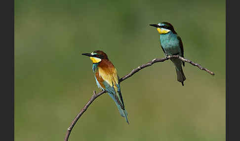 Bienenfresser (Merops apiaster)