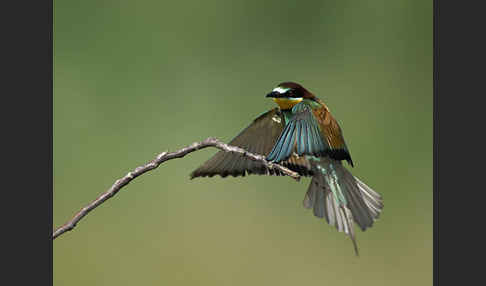 Bienenfresser (Merops apiaster)