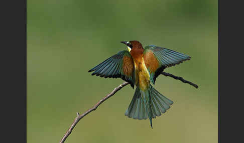 Bienenfresser (Merops apiaster)