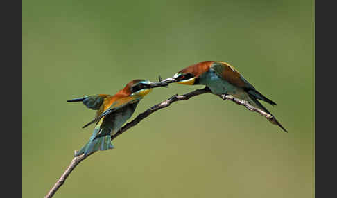 Bienenfresser (Merops apiaster)