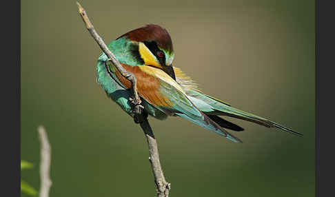 Bienenfresser (Merops apiaster)